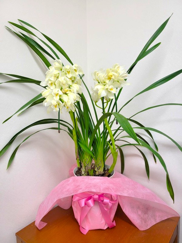 待合室の花便り